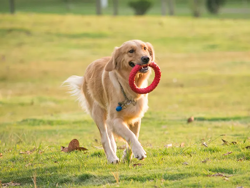 Quais são os melhores brinquedos de mastigar para cães?