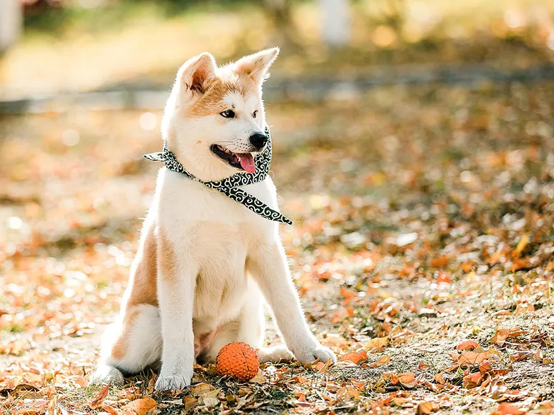 Quais brinquedos são bons para cachorros?