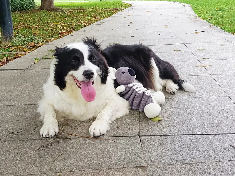 Por que cachorro adora bicho de pelúcia?