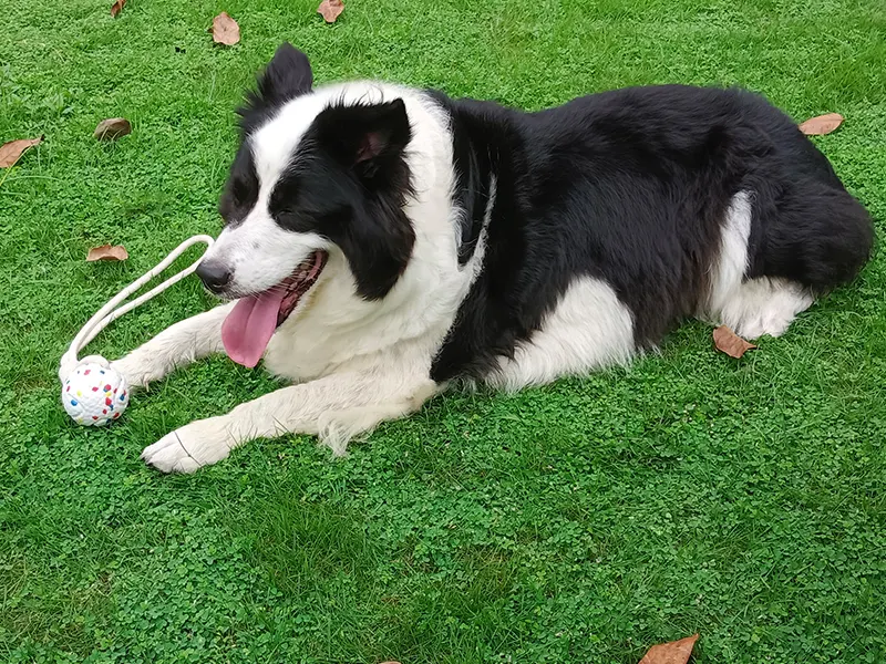 Quais são os benefícios e os perigos dos brinquedos de corda para cães?