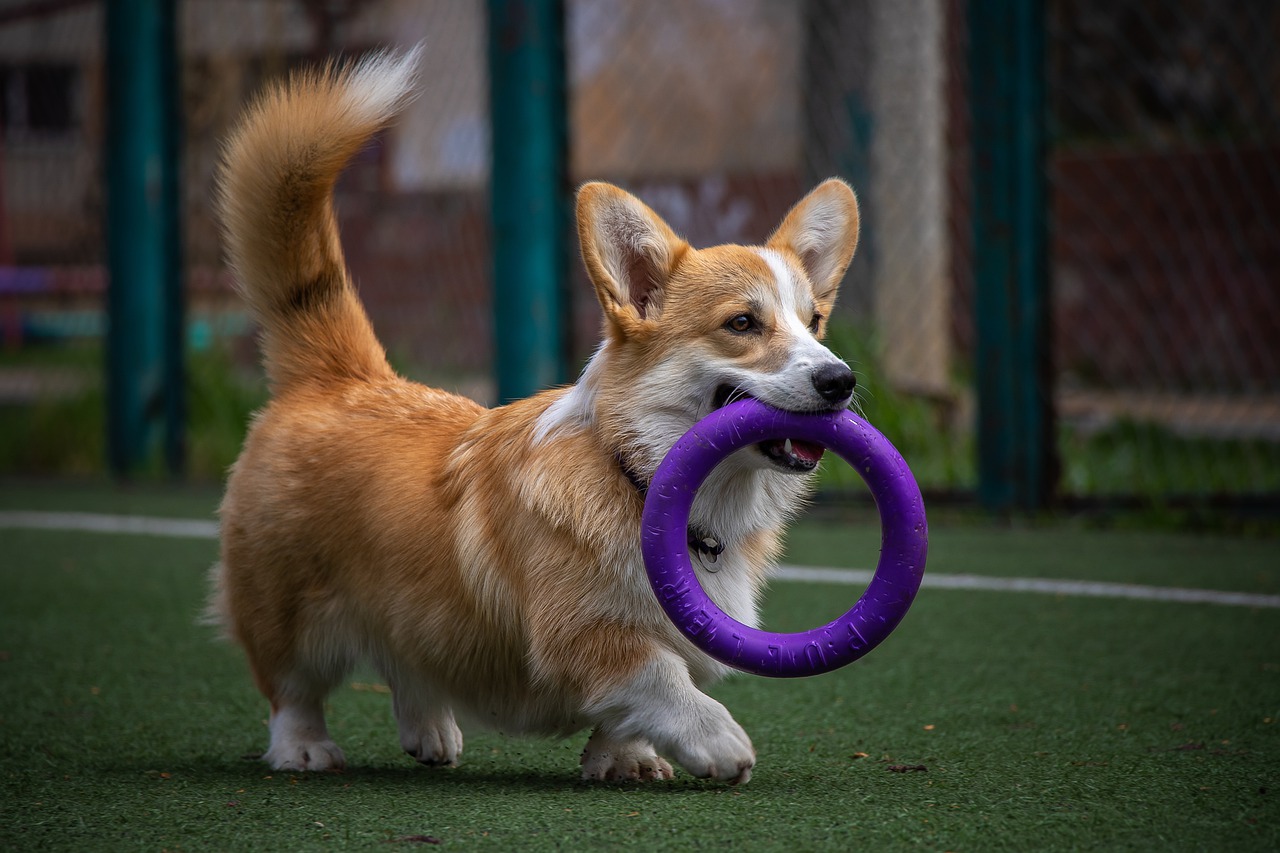 Brinquedos para cães felizes！ Vida saudável e feliz！