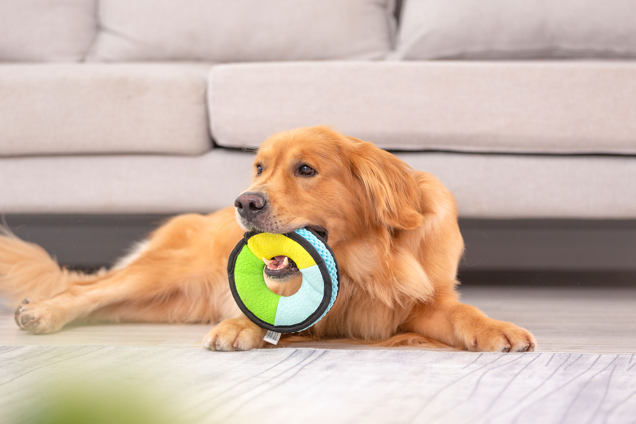 Como escolher brinquedos para um animal de estimação mais feliz e animado?