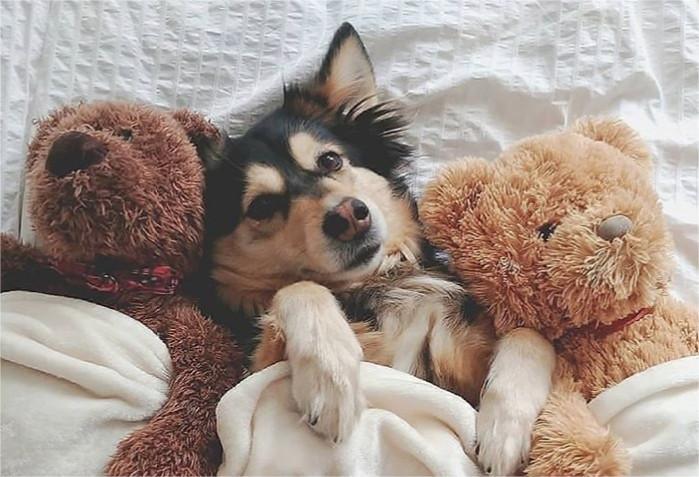 Por que muitos cachorros trazem brinquedos para a cama?