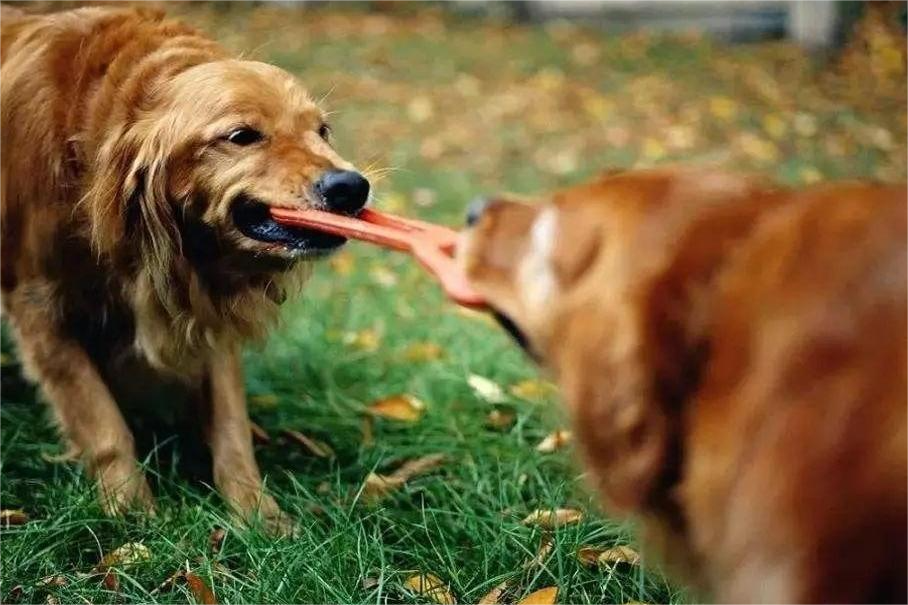 Gerenciando e prevenindo a agressão de brinquedos caninos entre cães