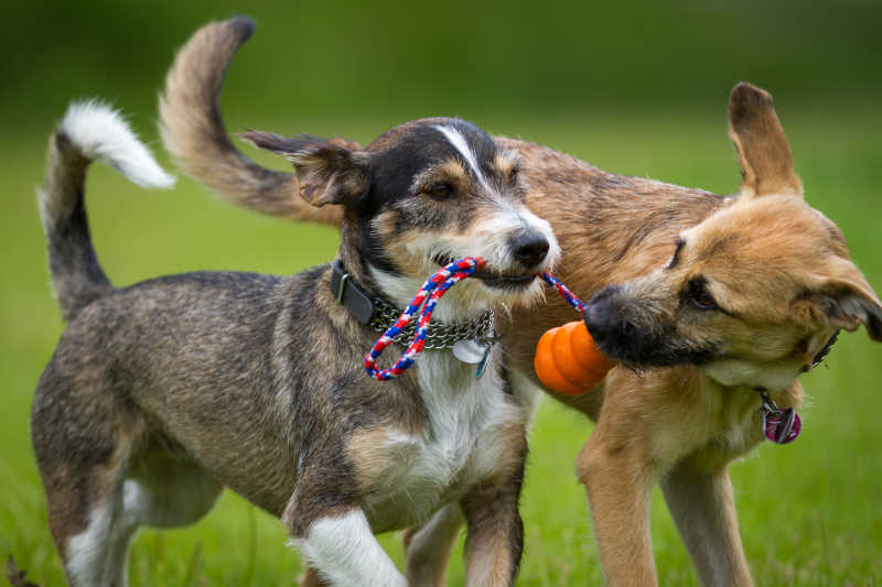 Conexão de alma entre brinquedos de animais de estimação e animais de estimação