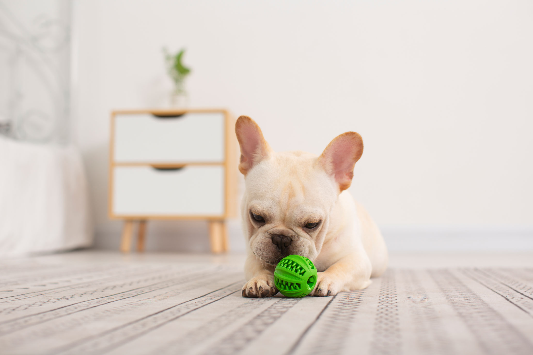 Crie um playground de brinquedos de borracha para animais de estimação