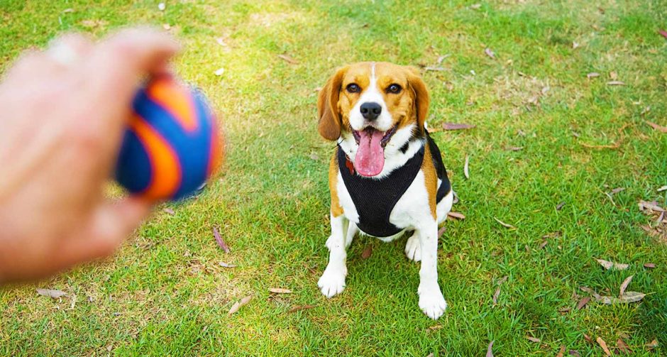 Fazendo animais de estimação felizes: uma odisséia colorida na produção de brinquedos para animais de estimação
