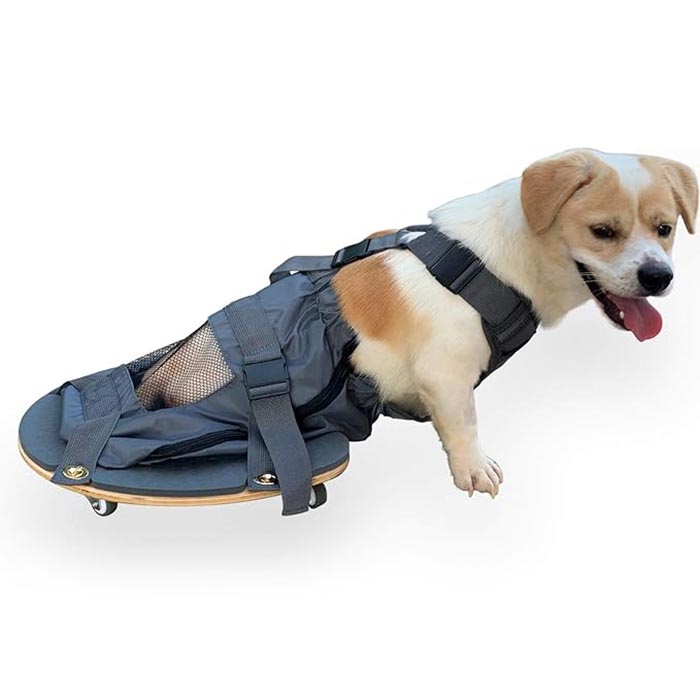 Scooter de paralisia para membros de estimação - uma ferramenta essencial para os donos de animais de estimação